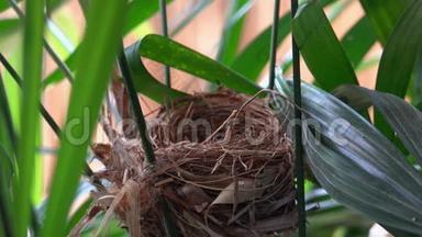 饥饿的小鸟坐在巢里。 小雀巢以开放的珍珠呼唤食物